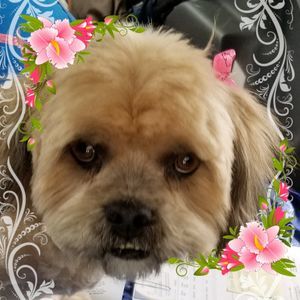 Meet your Posher, Tracy